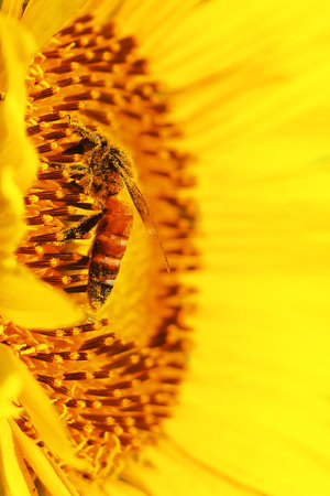 honey bee collecting pollen from sunflower and pollinating the flower, summer season, macro...