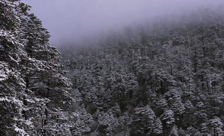 snowy and foggy woodland, beautiful frosty coniferous forest on himalaya mountain foothills near...