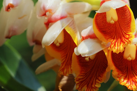 close up view of beautiful badi elaichi or black cardamom flowers (amomum subulatum), used as a medicinal plant and spices in south asiaの写真素材