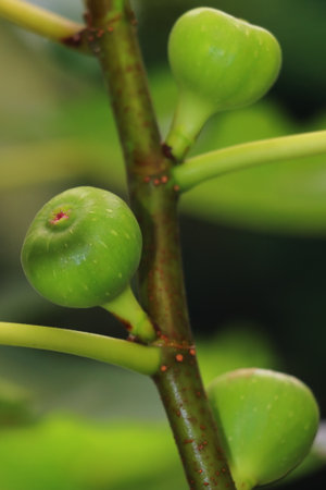 organic and fresh green color fig on a fig tree, exotic sub-tropical fruit garden or orchard in...