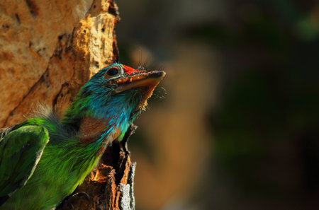 cute and beautiful juvenile blue throated barbet (psilopogon asiaticus) sitting inside the nest, tropical indian forest in summer seasonの写真素材