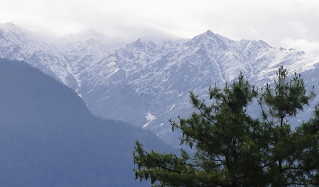 panoramic view of wild coniferous forest and snowcapped himalaya mountains, scenic landscape of manali hillstation in kullu, himachal pradesh, indiaの写真素材