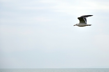 seagull in the skyの写真素材