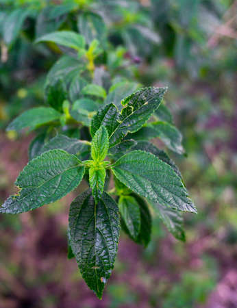 Leaves of Lippia alba, a species of flowering plant in the verbena family, Verbenaceae, that is...