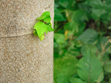 A close up shot of papaya tree trunk. The papaya plant is considered a tree, though its palm like trunk, is not as woody .の写真素材