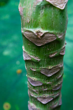 A close up shot of papaya tree trunk. The papaya plant is considered a tree, though its palm like trunk, is not as woody .の写真素材
