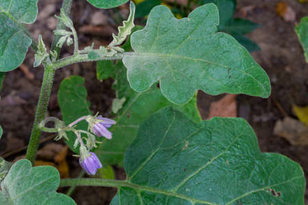 A close up shot of home grown brinjal commonly know as eggplant. Eggplant, aubergine is a plant species in the nightshade family Solanaceae. Solanum melongena is grown worldwide for its edible fruit.の写真素材