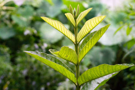 A close up shot of guava tree leaves. Organic guava plants.の写真素材