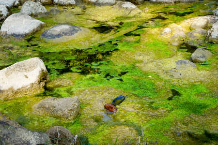 Green Algae growth in a still water pond in India. Algae and cyanobacteria are simple, plant-like organisms that live in the water.の写真素材