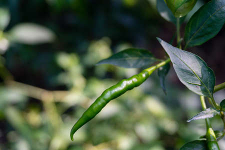 A close up shot of green chillies hanging with blurred background. Chili spur pepperの写真素材