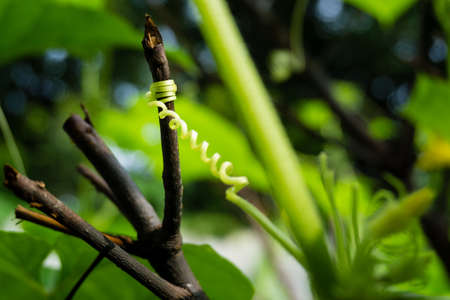 Vine, climbing plant tendrils isolated in an Indian garden with out of focus in natural settings.の写真素材