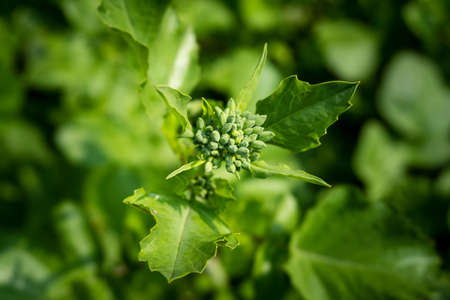 A closeup shot of oilseed radish flower bud (Raphanus sativus var. oleiformis) in an India garden....