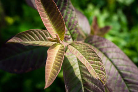 A close up shot of guava tree leaves. Organic guava plants.の写真素材