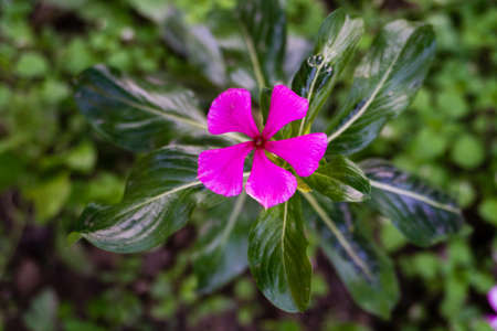 Madagascar Periwinkle, Catharanthus roseus, commonly known as bright eyes,is a species of flowering...