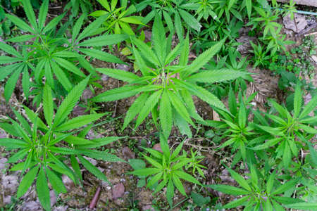 A close up shot of cannabis leaves and bud.
