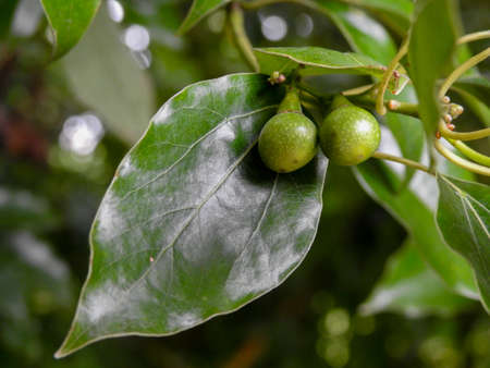 A close up shot of camphor laurel leaves. Cinnamomum camphora is a species of evergreen tree that is...
