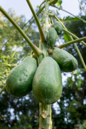 A closeup shot of papaya hanging in a tree in an Indian organic farm. Papayas grow in tropical climates and are also known as papaws or pawpaws.の写真素材