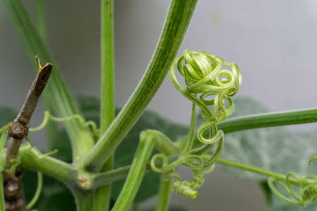 A close up shot of pumpkin vine with leaves and flower bud. India