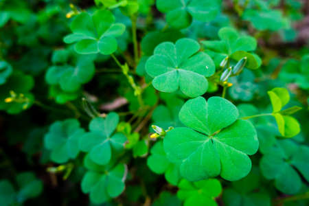 A close up shot of three leaf clover in an Indian field.の写真素材