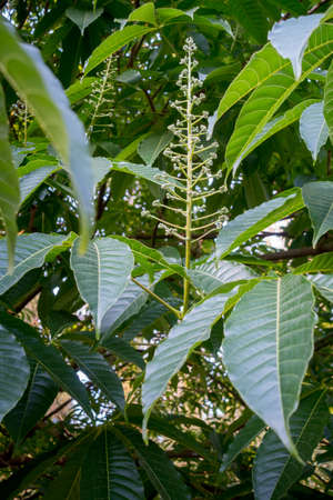 Close up shot of leaves and flowers of horse chestnut, Aesculus species called buckeye.