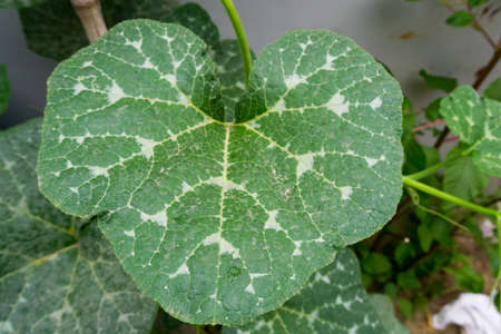 A close up shot of pumpkin vine with leaves and flower bud. Indiaの写真素材