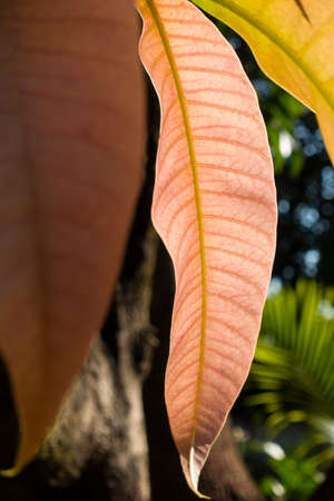 A closeup shot of young leaves and stem growing on a Mango tree. India