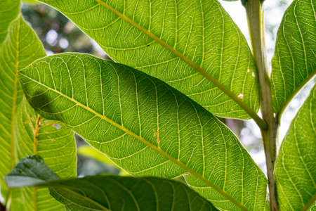 A close up shot of guava tree leaves. Organic guava plants.の写真素材