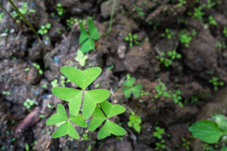 A closeup shot of Oxalis latifolia plant, a species of flowering plant in the woodsorrel family...
