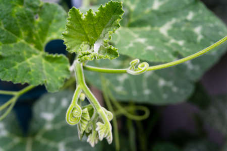 A close up shot of pumpkin vine with leaves and flower bud. Indiaの写真素材