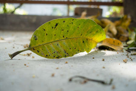 A closeup isolated shot of a fallen old mango tree leaf on a ground . Shallow depth of fieldの写真素材