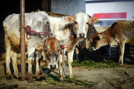Bunch of cow calf tied on an iron pole with a rope in an Indian village household.