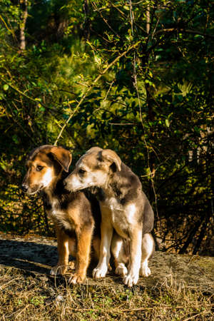 Two puppy brothers looking into the camera with a same posture in India standing on a grass field.の写真素材