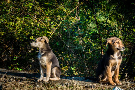 Two puppy brothers looking into the camera with a same posture in India standing on a grass field.の写真素材