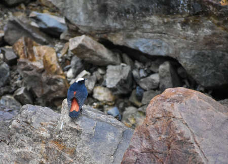 The white-capped redstart or white-capped water redstart (Phoenicurus leucocephalus) is a passerine bird of the Old World flycatcher family Muscicapidae native to the Indian Subcontinent and Asia.の写真素材