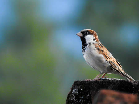 a male House sparrow. Sparrows are a family of small passerine birds. They are also known as true sparrows, or Old World sparrows, names also used for a particular genus of the family.の写真素材