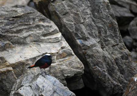 The white-capped redstart or white-capped water redstart (Phoenicurus leucocephalus) is a passerine bird of the Old World flycatcher family Muscicapidae native to the Indian Subcontinent and Asia.の写真素材