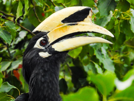 A close-up shot of oriental pied hornbill, Anthracoceros albirostris, in the forest eating seed off the trees.Two other common names for this species are Sunda pied and Malaysian pied hornbill.の写真素材