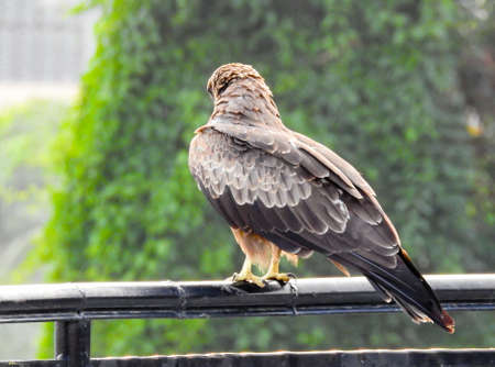A close up shot of the blacck kite from behind. The black kite (Milvus migrans) is a medium-sized bird of prey in the family Accipitridae, which also includes many other diurnal raptors.の写真素材