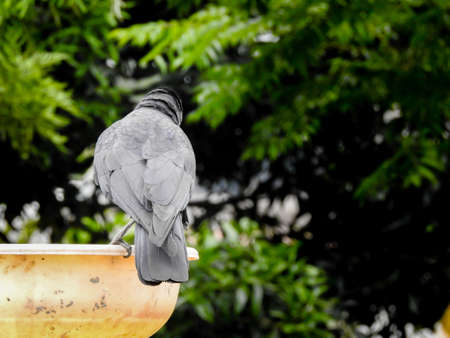 A close up shot of a black crow (Corvus corone) from behind sitting on a water tub.の写真素材