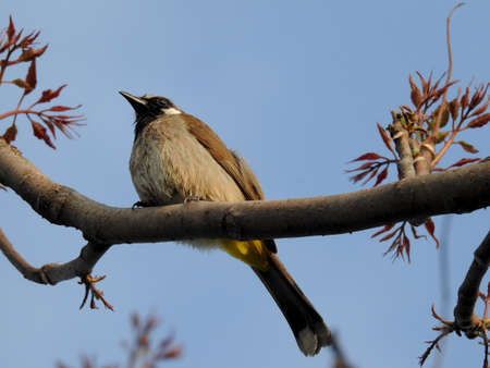 A close up shot of a yellow vented bulbul, (Pycnonotus goiavier), sitting on a branch in the forest.の写真素材
