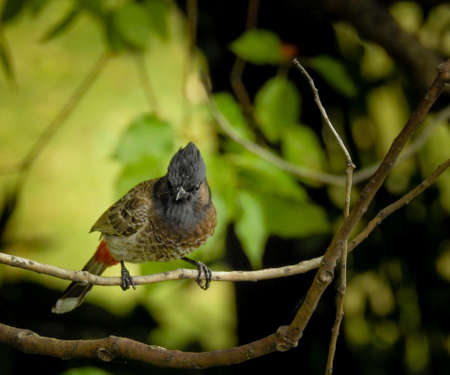 A close up shot of a red vented bulbul, (Pycnonotus cafer), sitting on a branch in the forest.の写真素材