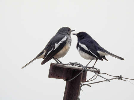 Oriental magpie-robin (Copsychus saularis) couple sitting on a pole.の写真素材