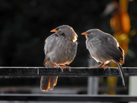 Jungle babbler (Argya striata) couple sitting on a pole. The jungle babbler (Argya striata) is a member of the family Leiothrichidae found in the Indian subcontinentの写真素材