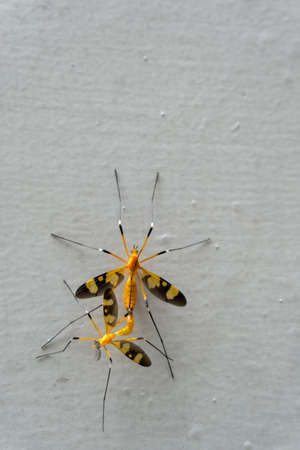 A close up shot of yellow crane flies mating on a white wall.の写真素材