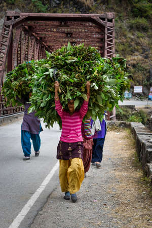 Editorial. date: 6th january,2020 location:dehradun uttarkhand India. Women carrying cattle feed on their heads.のeditorial素材