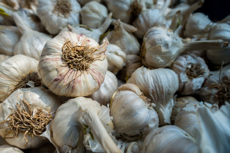 A closeup shot of raw garlic with covering. Garlic is a species of bulbous flowering plant in the genus Allium. Its close relatives include the onion, shallot, leek, chive, Welsh onion and Chinese onion.の写真素材