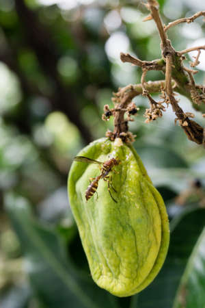 A close up shot of yellow paper wasp sitting and feeding on a mango fruit hanging in a tree in an...