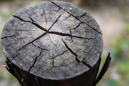A closeup shot of a top of a circular wooden block with visible cracks and texture of the wood.の写真素材