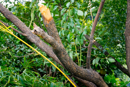 A close up shot of a Camphor tree stem cut horizontally exposing the inner wood. Cinnamomum camphora. Uttarakhand India.の写真素材