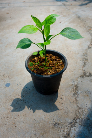 A small Capsicum plant growing on a pot in an Indian household. Isolated Green plant pot placed on a concrete floor.の写真素材